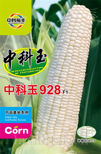 中科玉928