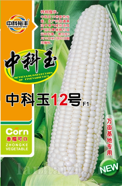 中科玉12号