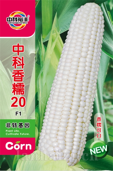 中科香糯20