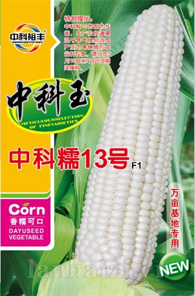 中科糯13号