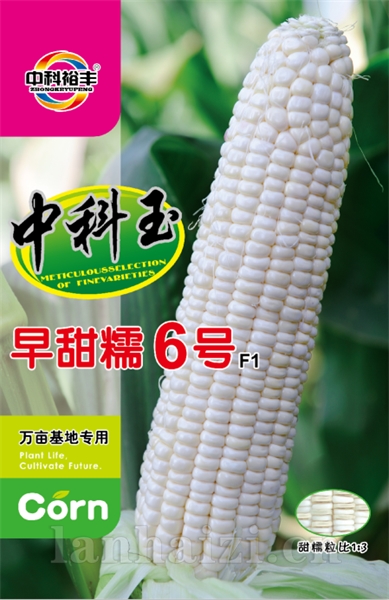 早甜糯6号 新