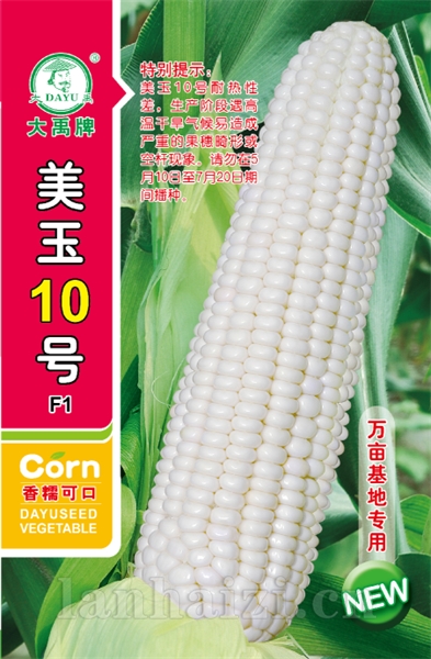 美玉10号新