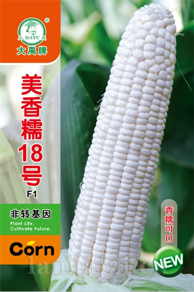 美香糯18号