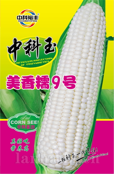 美香糯9号新