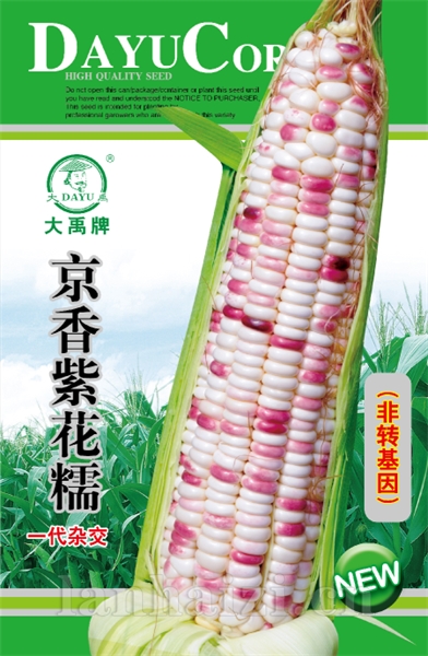 京香紫花糯