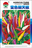 变色朝天椒