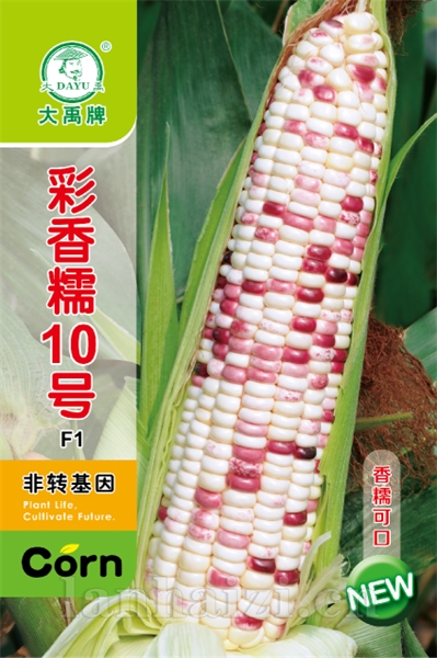 彩香糯10号