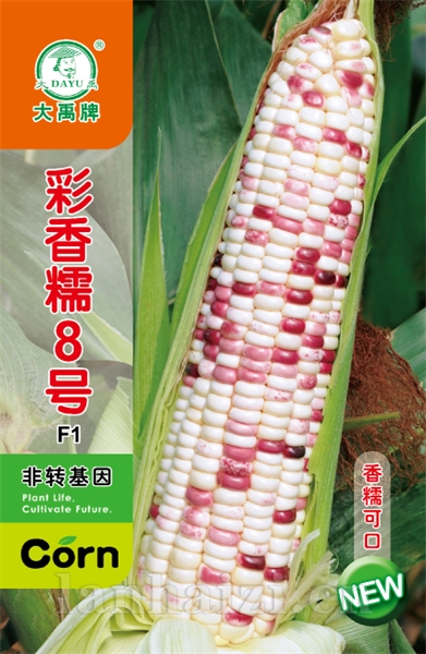 彩香糯8号新