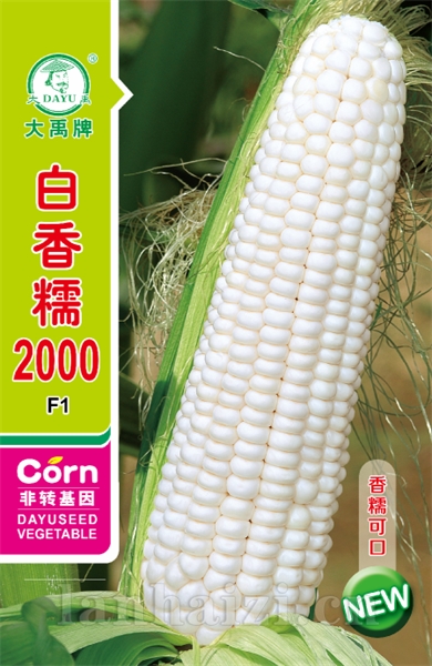 白香糯2000新