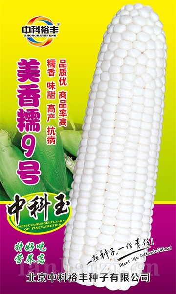 美香糯9号