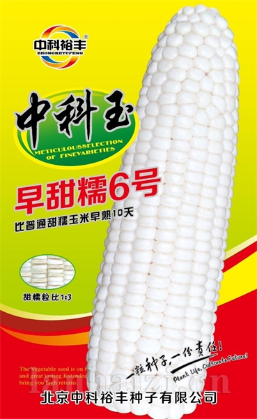 早甜糯6号 