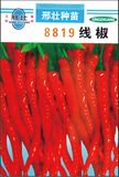 辣椒种子18