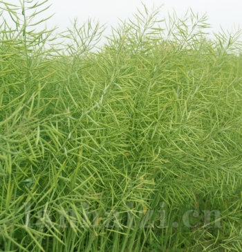 绵油12