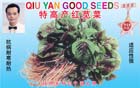特高产红苋菜——叶菜种子