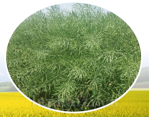 沪油15