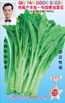 特高产丰收一号四季油菜花——叶菜种子
