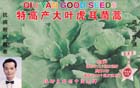 特高产大叶虎耳茼蒿——叶菜种子