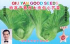 特高产春秋大肉包心芥菜——叶菜种子