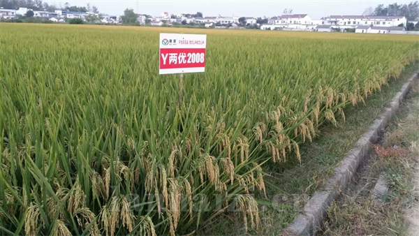 Y两优2008