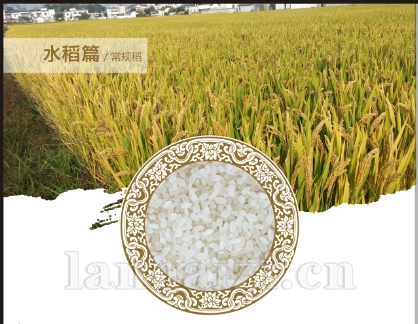 秀水414