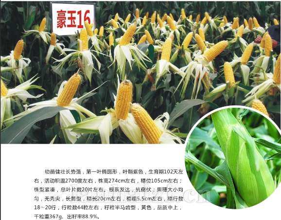豪玉16