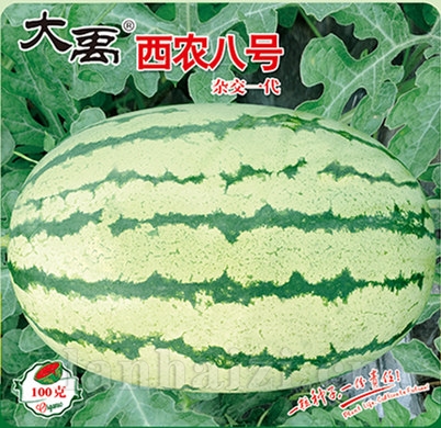 西农八号