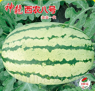 神龙西农八号