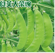  食荚大菜豌9号
