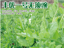 丰优一号无须豌