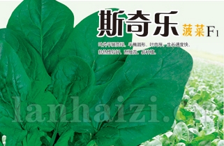 斯奇乐菠菜