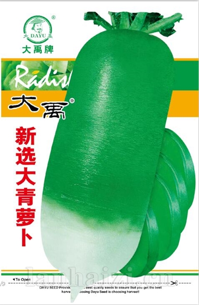 新选大青萝卜