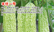 丰优一号