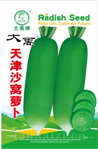 天津沙窝萝卜