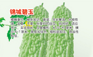 锦城碧玉