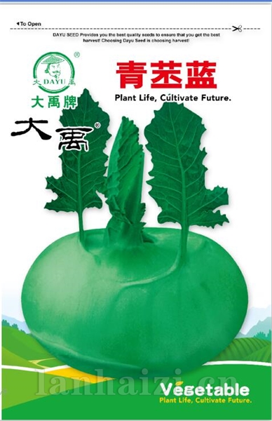 青苤蓝