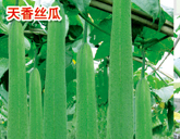 天香丝瓜