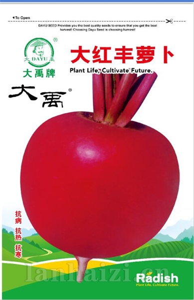 大红丰萝卜