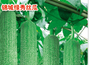  锦城绿秀丝瓜