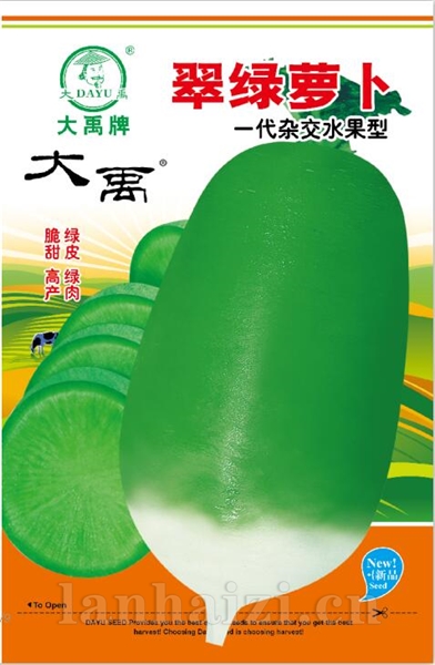 翠绿萝卜