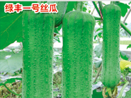 绿丰一号丝瓜