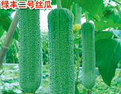  绿丰二号丝瓜