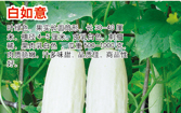  白如意（黄瓜）