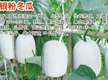 银粉冬瓜