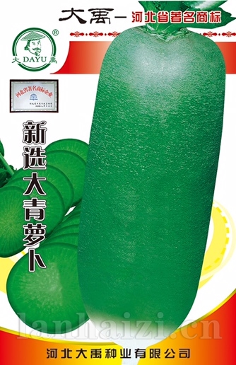 新选大青萝卜