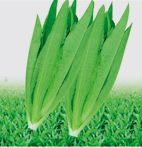 青香油麦菜