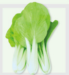 黄金小白菜