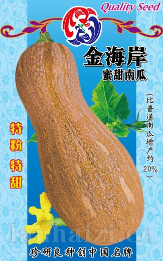 珍研金海岸——南瓜种子