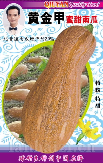 黄金甲蜜甜南瓜——南瓜种子