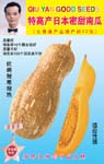 特高产日本密甜南瓜——南瓜种子