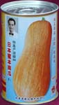 日本蜜本南瓜——南瓜种子